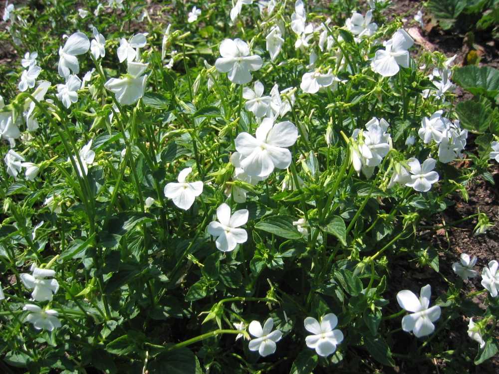Viola cornuta 'Wisley White' (Horn-Veilchen, Gehörntes Stiefmütterchen)